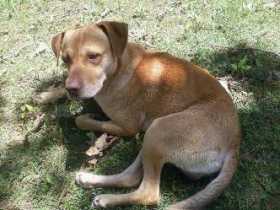 Found Dog