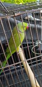 Found Indian Ringneck Parakeet