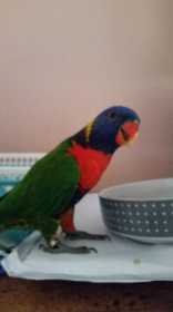 Found Lory / Lorikeet