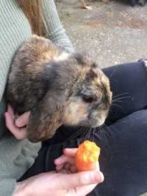 Found Rabbit