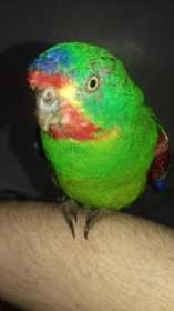 Found Bird / Parrot