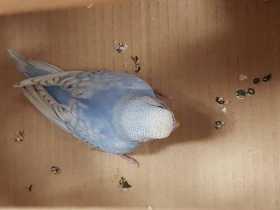 Found Budgerigar