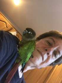 Found Conure