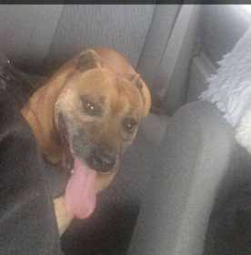 Found Dog