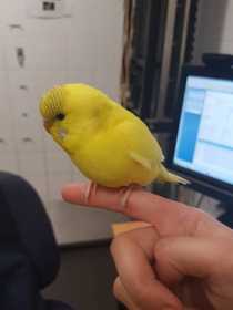 Found Budgerigar