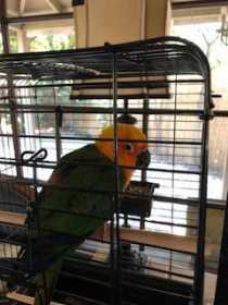 Found Conure