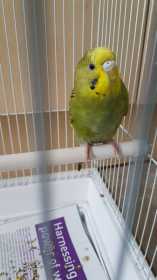 Found Budgerigar