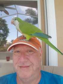 Found Conure