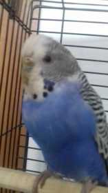 Found Budgerigar