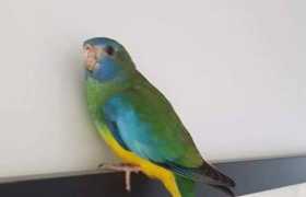Found Bird / Parrot