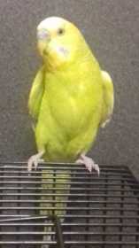 Found Budgerigar