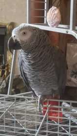 Found African Grey