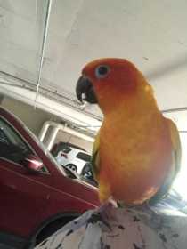 Found Conure