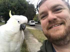 Found Cockatoo