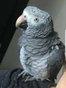 Found African Grey