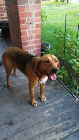 Found Dog