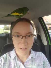 Found Bird / Parrot