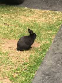 Found Rabbit