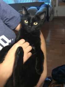 Found Cat