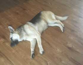 Found Dog