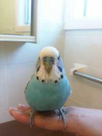 Found Budgerigar