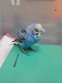 Found Budgerigar