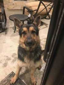 Found Dog