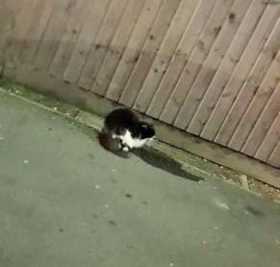 Found Cat