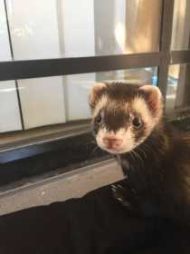 Found Ferret