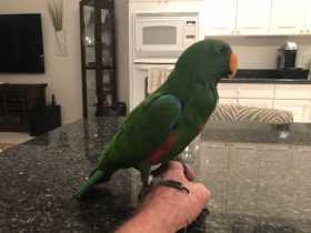 Found Eclectus