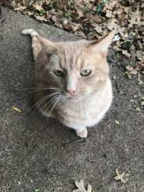 Found Cat