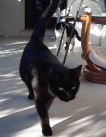 Found Cat