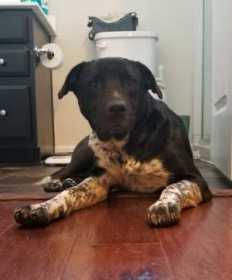 Found Dog
