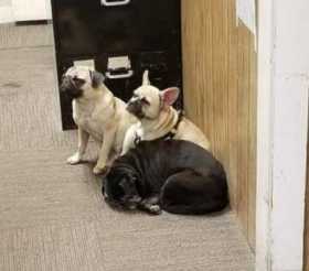 Found Dog