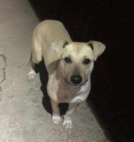 Found Dog