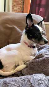 Found Dog