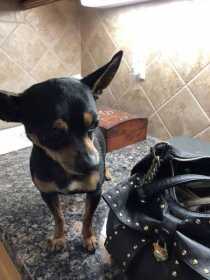 Found Dog