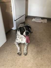 Found Dog