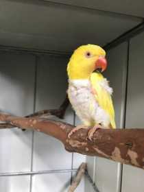 Found Bird / Parrot