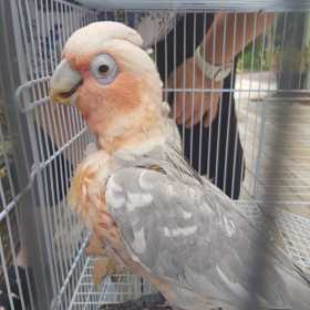 Found Galah Cockatoo