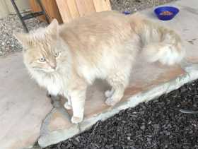 Found Cat