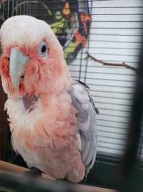 Found Galah Cockatoo