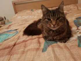 Found Cat