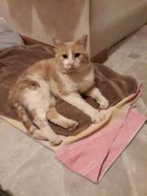 Found Cat