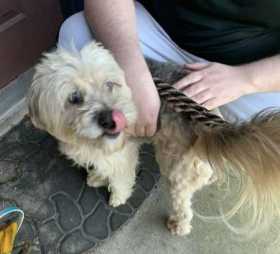 Found Dog