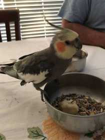 Found Cockatiel