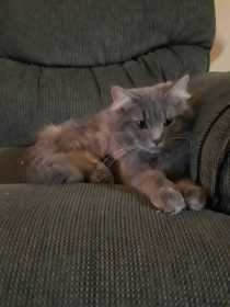 Found Cat