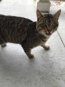 Found Cat
