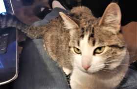 Found Cat