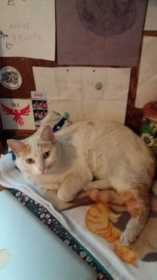 Found Cat